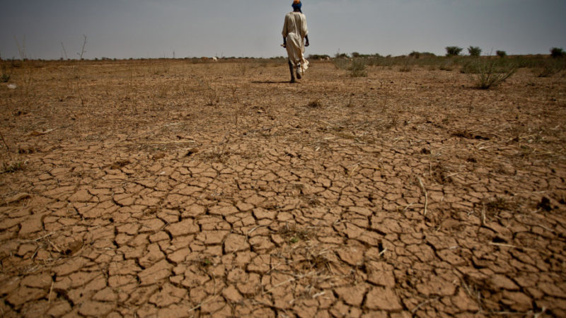 Desert locust invasion in the Horn of Africa, what happened to the Disaster Preparedness and Response actions 